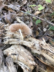Pluteus