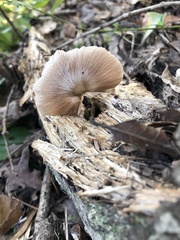 Pluteus