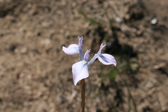 Moraea tripetala