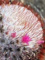Melocactus intortus