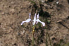 Moraea tripetala