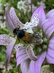 Macrosiagon flavipennis