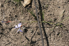 Moraea tripetala