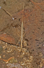 Ranatra quadridentata