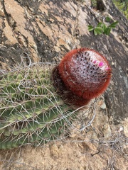 Melocactus intortus