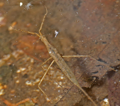 Ranatra quadridentata
