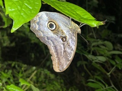 Caligo