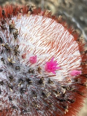 Melocactus intortus