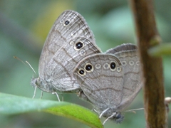 Hermeuptychia sosybius