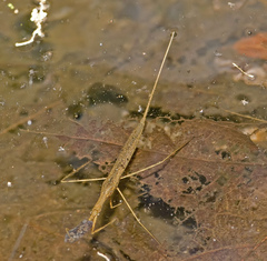 Ranatra quadridentata