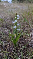 Spiranthes cernua