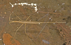 Ranatra quadridentata