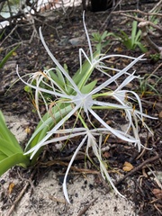 Hymenocallis