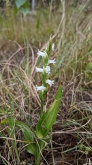 Spiranthes cernua