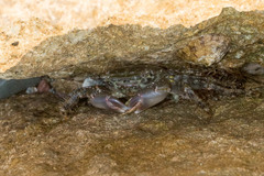 Pachygrapsus marmoratus