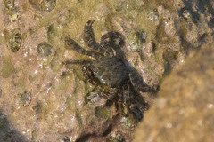 Pachygrapsus marmoratus