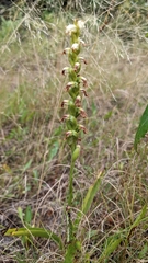 Spiranthes cernua