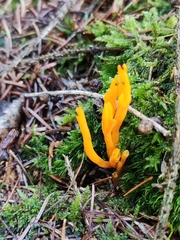 Calocera viscosa