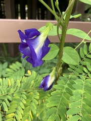 Clitoria ternatea