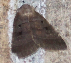 Agnorisma badinodis