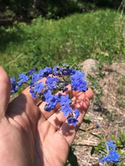 Cynoglossum amabile