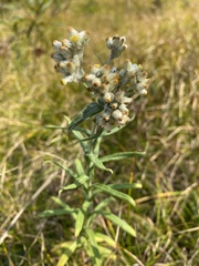 Pseudognaphalium macounii