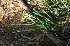 Phalaris aquatica