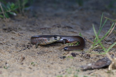 Cyclodomorphus michaeli