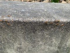 Anoplolepis gracilipes