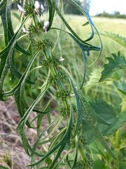 Leonurus glaucescens