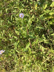 Symphyotrichum puniceum