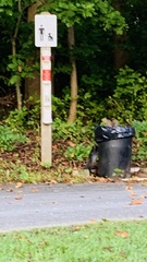 Sciurus carolinensis