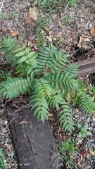 Ailanthus altissima