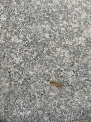 Anoplolepis gracilipes