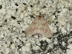 Adalbertia castiliaria