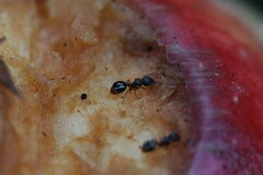 Myrmecina graminicola