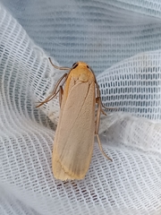 Eilema depressa