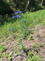 Cynoglossum amabile