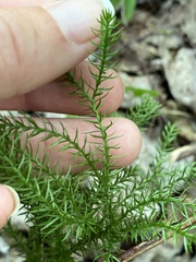 Dendrolycopodium hickeyi