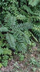 Ailanthus altissima