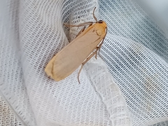 Eilema depressa