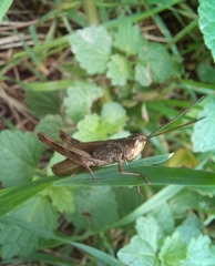 Chorthippus macrocerus