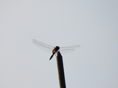 Tramea transmarina euryale