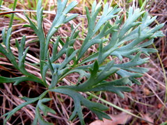 Pelargonium pillansii
