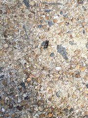 Myrmentoma