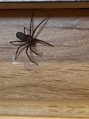 Loxosceles reclusa