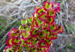 Rumex sagittatus