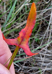 Rumex sagittatus