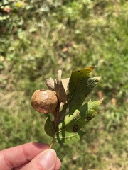 Amphibolips quercusostensackenii