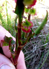 Rumex sagittatus